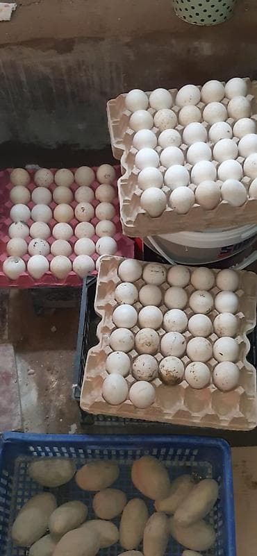 Mayalı hinduşka yumurtaları biri 1m - Fotoşəkildə müxtəlif ölçülü ağ