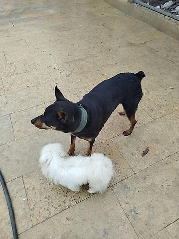 qurdbasar satisi: Doberman, 1 il, Dişi, Peyvəndli, Ödənişli çatdırılma — 4