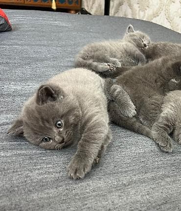 pisik ucuz: Britan — 5