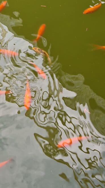 koya baliqlari: Qızıl balıq, Sülhsevər, Ünvandan götürmə — 8