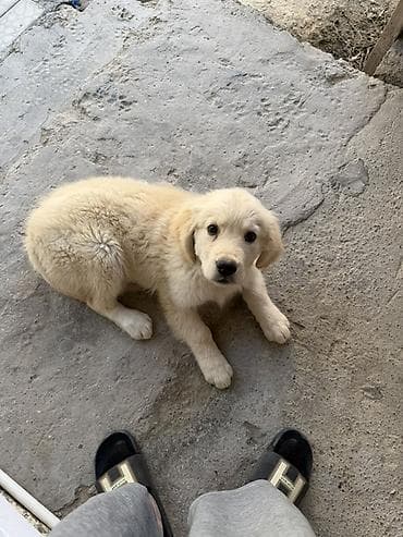 İtlər: Retriever, 3 ay, Erkek, Peyvəndli, Ünvandan götürmə — 5