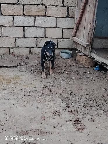 satılık dana saray: 3 ay, Dişi — 2