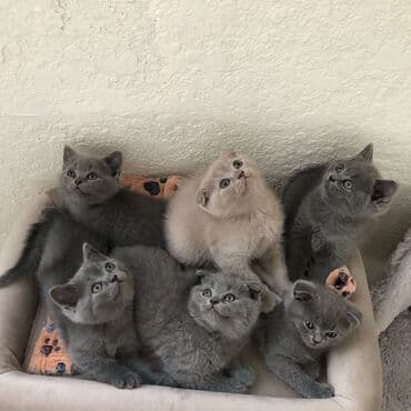 şotlan pişik: Şotland yastı qulaq, Erkək, Dişi, Yaxşı əllərə, Ünvandan götürmə, Pulsuz çatdırılma, Ödənişli çatdırılma — 29