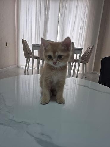 bala itler: Britan — 3