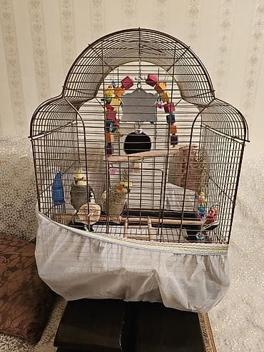 Yuvalar: Nimfa (cockatiel) cütü və tam avadanlıqlı qəfəs dəsti. Biri erkek biri — 2