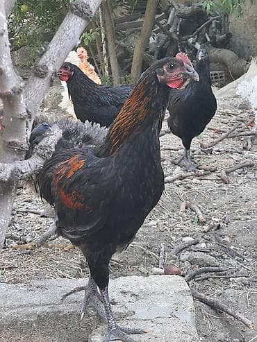 Heyvanlar: Toyuq, Damazlıq, Ünvandan götürmə — 1