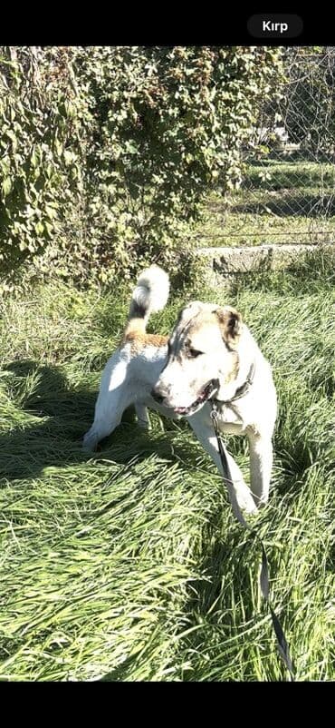 алабай в добрые руки: Alabay, 1 il, Erkek — 3