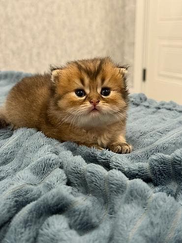 chinchilla kedi: Shotland və Gold Şinşilla qarışığı balalar - Yaş: 1 aylıq balalar - — 3