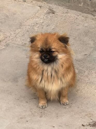Pekines, 6 ay, Dişi