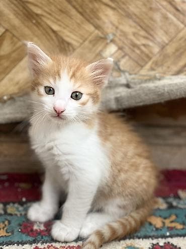 sahibləndirmə: Yaxşı əllərə — 3