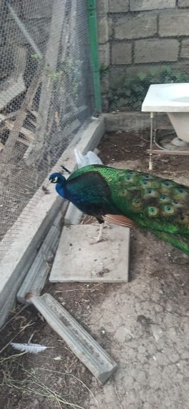 кольчатый попугай цена: Tovuzquşu satılır. Fərələr 5-yaş 150 AZN 1.Xoruz 6-yaş qara qanad 400 — 3