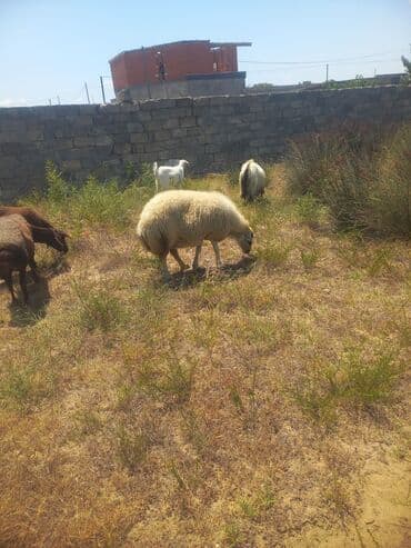 электрическая машинка для стрижки овец: Salam, Auper Kanqal cinsi qoyun satilir ela qoyundu qocada gelib. real — 3