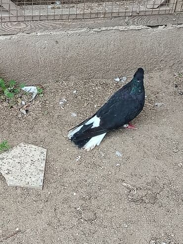 göyercin yuvası: Məhsul: Bəzək və uçuş üçün göyərçinlər Təsvir:salam. 4 eded goyercin — 3