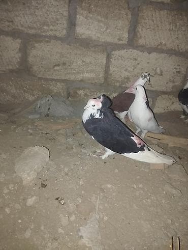 drakon goyərcin: Heyvan: Ev göyərçinləri (dekorativ/oyunçu növlər) Təsvir: - — 1