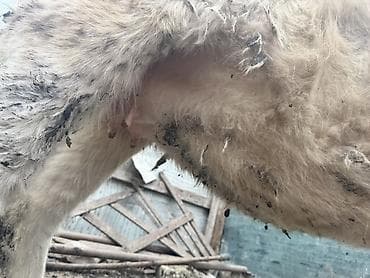 Другие с/х животные: Məhsul: İnək (ağ rəng, buynuzlu) 1 ci qarına boğazdı 2 ay qalıb — 3