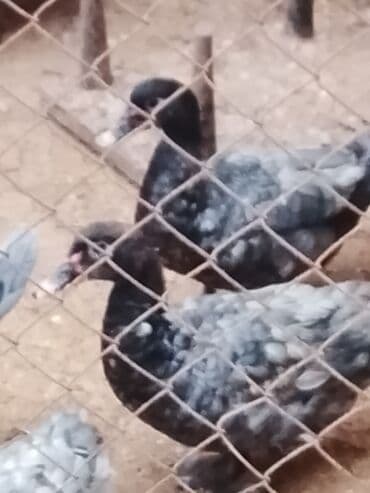 Inəklər, öküzlər: Macar sortydu ətli damazdig ordekdir . qiyməti 20 manatdan başlayır — 3