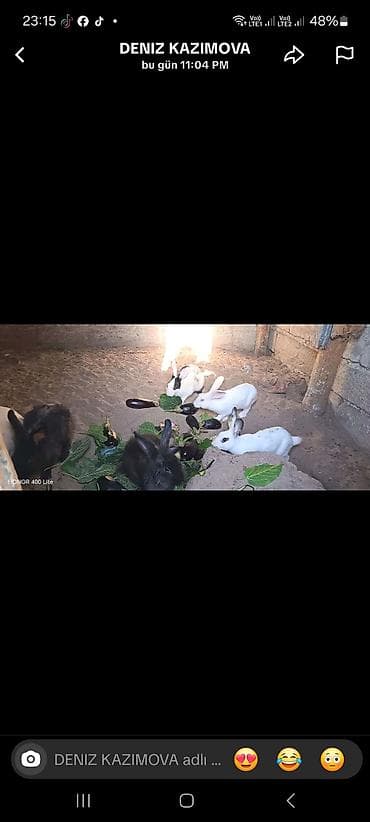 cins heyvanlar: Salam satlir dosanar 5 boyuk 4 dene bala isdiyen olsa elaqe saxlasin — 1
