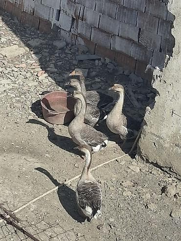 arı satışı: Salam satilir qazlar 5 ededi 2 erkey 3 disidi 2 eddede ordeydi — 4