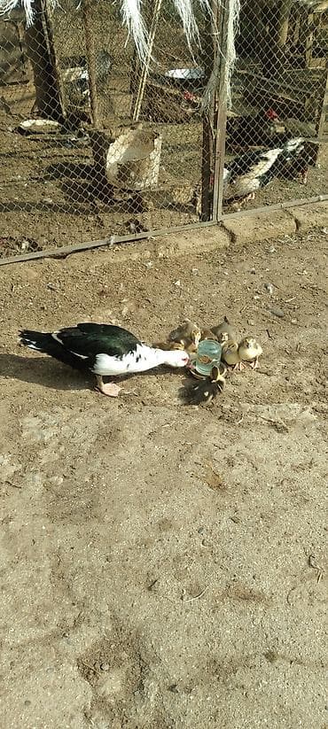 ucuz dana: Muscovy ördəkləri – bala ördəklər - Cins: Muscovy (hind ördəyi) - — 5