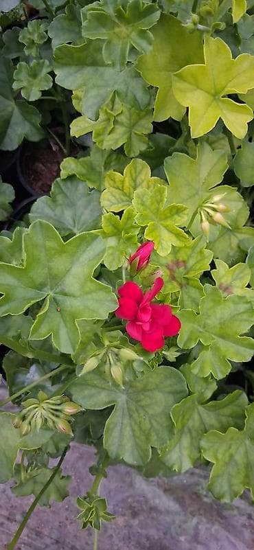 gül rəsmi: Geran gülləri dipçəkdə. 4 fəsil yaşıl qalan üzərində daimi gülü olur — 3