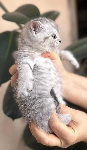 ordek sekilleri: Britan — 6