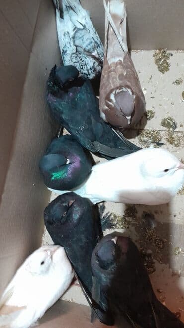 nisan altima: QAZ 3110 Volga: 2.4 l | 1999 il 25800 km Sedan — 13