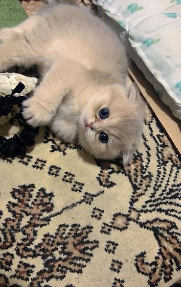 erkek pişik: Şotland yastı qulaq — 1