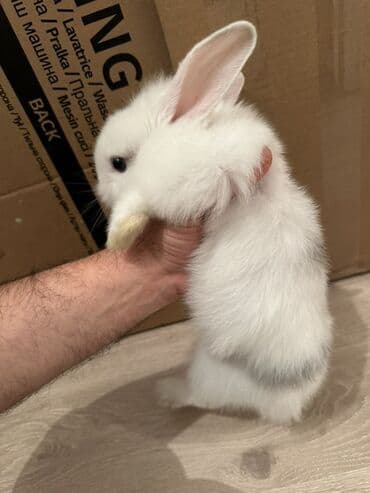 Gəmiricilər: Holland Lop dovşan satılır. Ev dovşanıdı. Ayaqyolu tərbiyəsi var. Qoxu — 3
