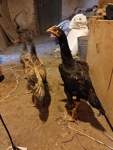 Digər heyvanlar: Toyuq, Damazlıq — 1