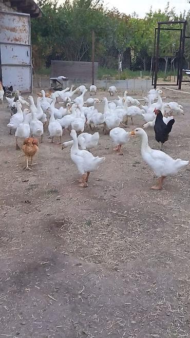 qaz linda: Təmiz qaz Linda balaları. 80 yaxın yumurta verir. Həm ətlik həm — 2