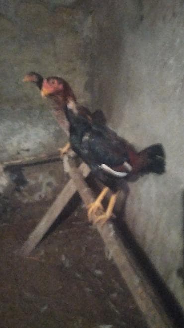 Heyvanlar üçün mallar: Məhsul: Ev quşu – xoruz Heyrati Qiymət Xoruza ayitdi Təsvir: Heyrati — 2