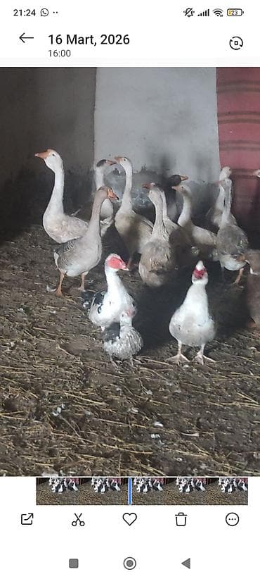 Qazlar satılır rus qazlarıdi yazılan qiymətedir real alıcılar narahat