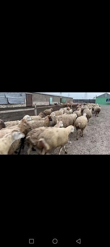Qoyun sürüsü – ətlik və damazlıq üçün - Növ: qarışıq yerli qoyunlar lalafo.az -da Qoyun sürüsü – ətlik və damazlıq üçün - Növ: qarışıq yerli qoyunlar