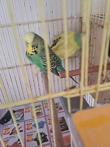 quş əti: Jumbo erkeklər 1yaş və 2yaş — 2