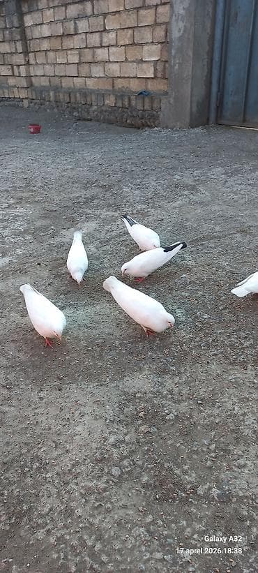 goyercin satisi: Ağ rəngli ev göyərçinləri – yumşaq xallı quyruq və boyun naxışları — 2