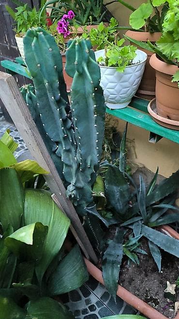 şaxta gülü bitkisi: Məhsul: Sütunvari kaktus (Cereus tipli), uzunboy, çoxgövdəli Təsvir — 1