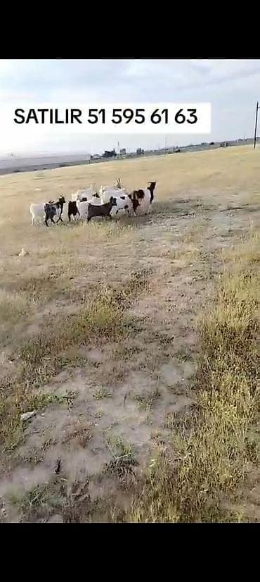 Keçilər, çəpişlər: Satılır: Keçi sürüsü - Növ: Yerli keçilər (boz, qara, ağ və qırmızı — 4