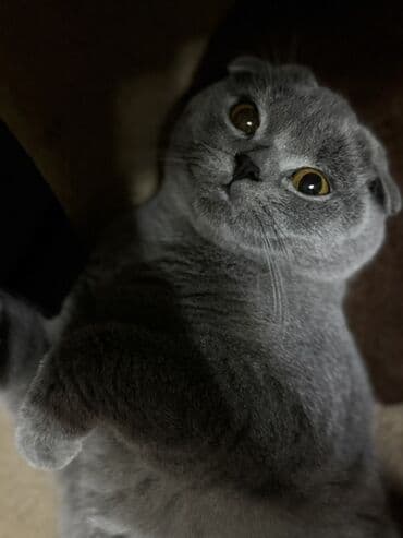 pişik sahiblendirme: Britan, Erkək, Yaxşı əllərə, Ünvandan götürmə, Ödənişli çatdırılma — 4