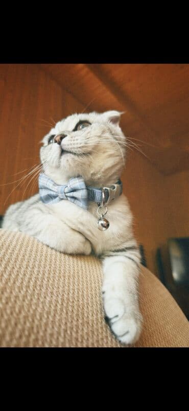 pişik latoku: Şotland yastı qulaq, Erkək, Yaxşı əllərə, Ünvandan götürmə — 3