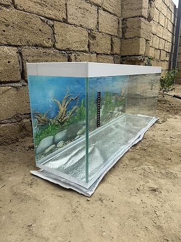 lalafo keci satisi: Şüşə akvarium – geniş ölçülü, dekorativ fonlu Uzunluq - 110 Eni - 28.5 — 3
