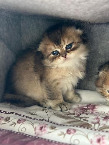 sort keciler: Britan, Dişi — 8