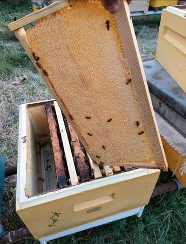 İçkilər: Qax balı və dağ balı öz arımızın məhsuludu — 3