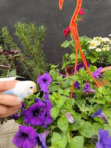 Bülbüllər: Papuqaylar 13₼
Qəfəslər 12₼ — 9