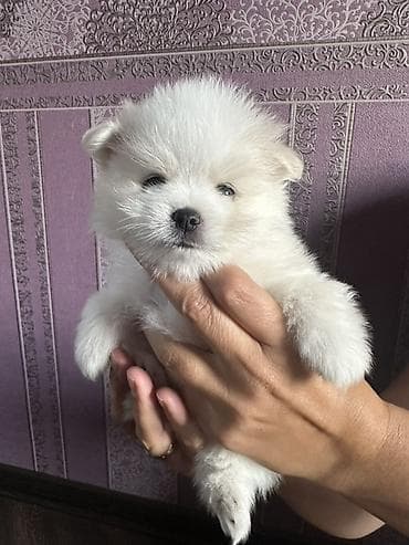 itmiş: Şpitz, 1 ay, Erkək — 5