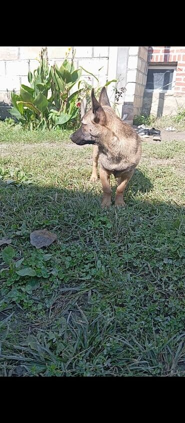 it üçün yem: Peyvəndli — 2