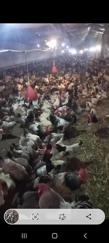 ucuz toyuq satisi: Toyuq, Yumurtalıq — 1