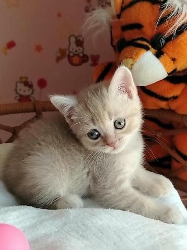 Шотландская вислоухая — 7