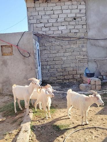 seana kecileri: Dişi, Zanen, il: 1, 60 kq, Damazlıq, Südlük, Pulsuz çatdırılma — 1