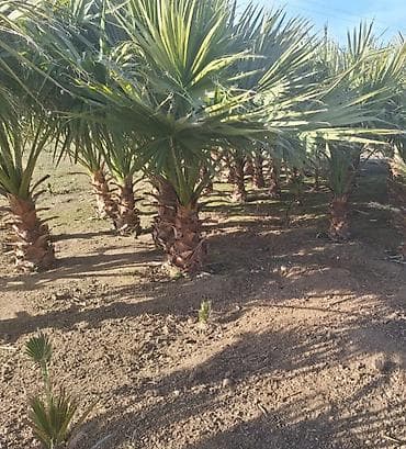 Məhsul: Dekorativ palma ağacları lalafo.az -da Məhsul: Dekorativ palma ağacları