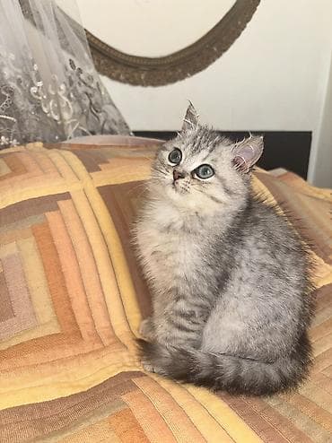 Heyvanlar: Şinşilla, Erkək — 3